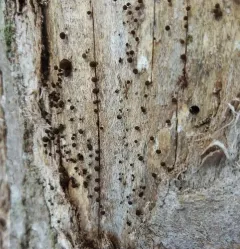 Fenugreek Stalkball thumbnail 3