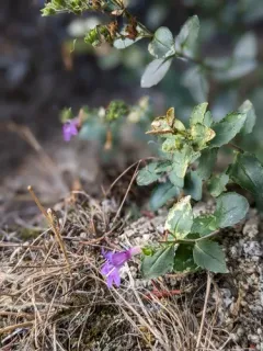 Salmon River Mountains Penstemon thumbnail 2