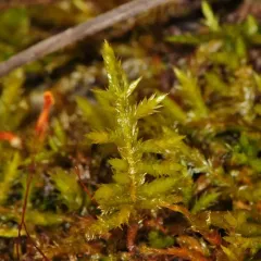 Beautiful Branch Moss thumbnail 4