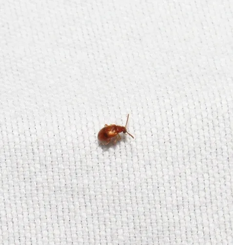 Syzeton pallidus