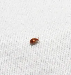 Syzeton pallidus thumbnail 1