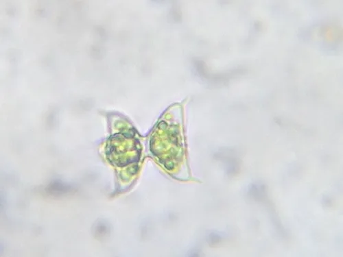 Staurodesmus dejectus