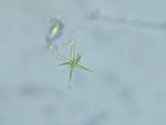 Ankistrodesmus fusiformis thumbnail 2
