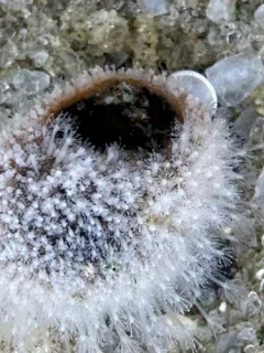 Hydractinia symbiolongicarpus thumbnail 2