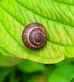 Copse Snail thumbnail 3