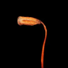 Eastern Haircap Moss thumbnail 4