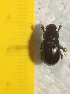 Night-flying Dung Beetle thumbnail 3