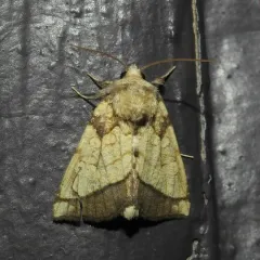Rigid Sunflower Borer Moth thumbnail 2