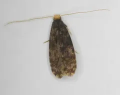 Homosetia marginimaculella thumbnail 4