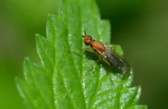 Psila angustata thumbnail 3