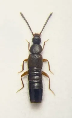 Atheta circulicollis thumbnail 2