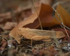 Carolina Grasshopper thumbnail 4