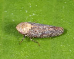 Paraphlepsius fulvidorsum thumbnail 3