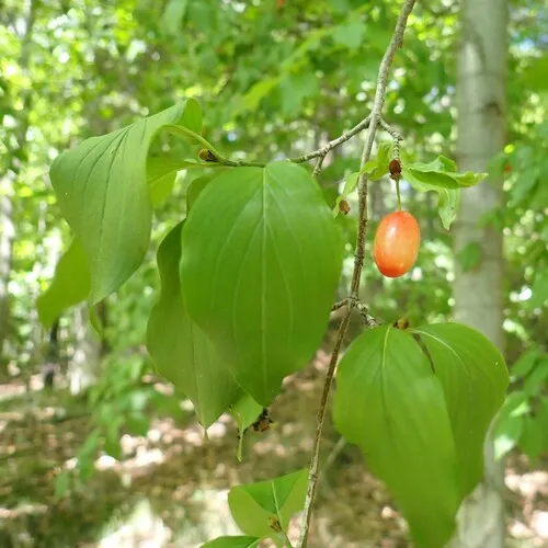 Cornelian cherry