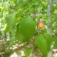 Cornelian cherry thumbnail 1