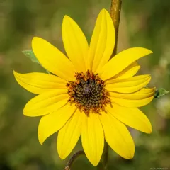 prairie sunflower thumbnail 4