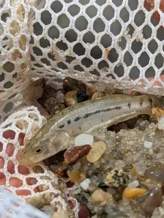 Striped Killifish thumbnail 2