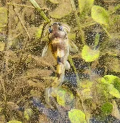 Brindled Madtom thumbnail 2