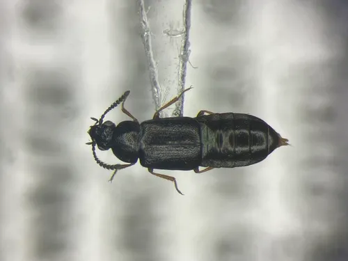 Phyllodrepa floralis