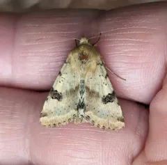 Darker-spotted Straw Moth thumbnail 1