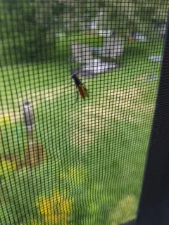 Sirex Ibaliid Wasp thumbnail 2