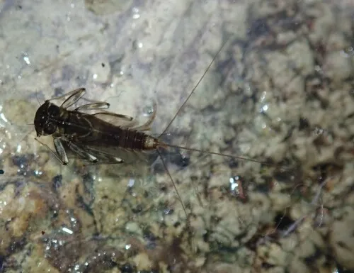 Cinygmula reticulata