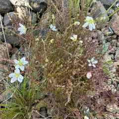 Knotted Pearlwort thumbnail 1