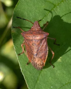 Euschistus ictericus thumbnail 4