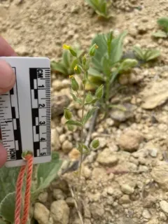 False Monkeyflower thumbnail 2