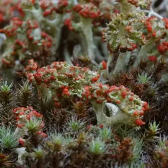 madame's cup lichen thumbnail 3