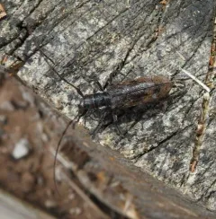 Monochamus maculosus thumbnail 3