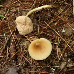 Straight-stalked Entoloma thumbnail 4