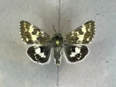 Black-Spotted Gem thumbnail 3