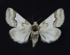Hulst's Flower Moth thumbnail 3