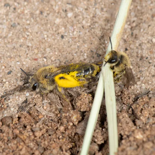 Aster Mining Bee