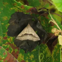 Lost Owlet thumbnail 4
