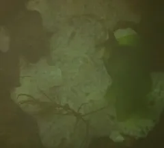 Carpet Sea Squirt thumbnail 3