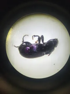Myas cyanescens thumbnail 4