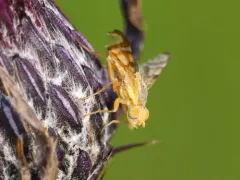 Terellia palposa thumbnail 4
