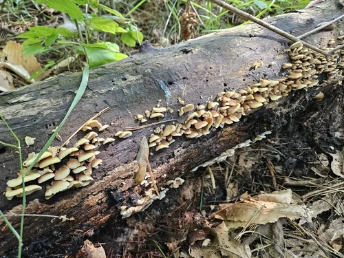 Crepidotus brunnescens