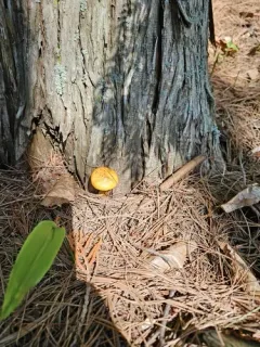 Suillus intermedius thumbnail 3
