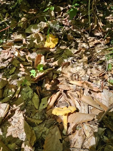 Cantharellus septentrionalis