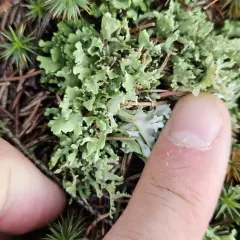Crazy Scale Lichen thumbnail 2