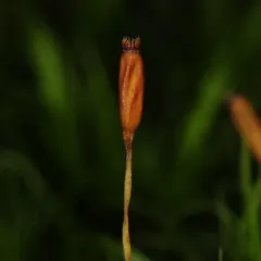 boulder broom moss thumbnail 4