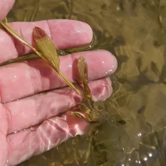 grass-leaved pondweed thumbnail 3