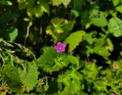 Thunberg's Geranium thumbnail 4