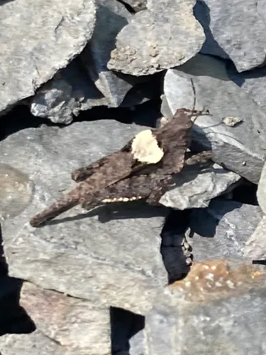 Ornate Grouse Locust