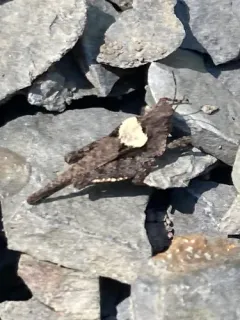 Ornate Grouse Locust thumbnail 1