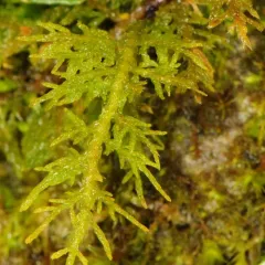 delicate fern moss thumbnail 4