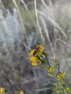 Red and Black Long-horned Beetle thumbnail 4